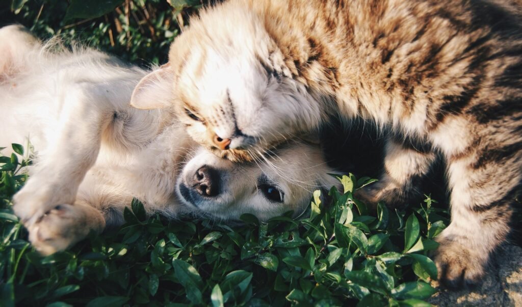 Sharing Loving Moments A heartwarming moment of a cat cuddling a dog on green grass outdoors.