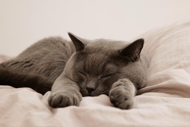 cat, nature, pet, animal, domestic, feline, mammal, sleep, bed, british cat, british shorthair, gray cat, sleeping cat, cat in bed